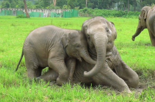 I’ve Never Seen Elephants This Happy!