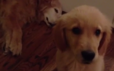 You’re Gonna Die When You See How This Puppy Takes Care of His Mom’s Nightmare