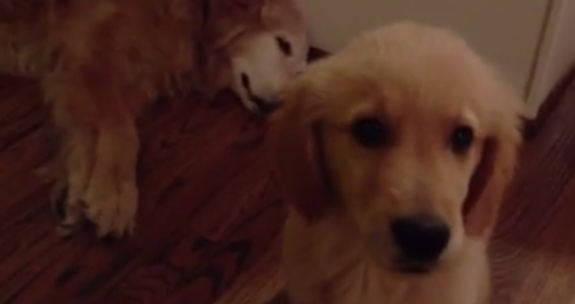 You’re Gonna Die When You See How This Puppy Takes Care of His Mom’s Nightmare