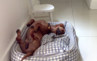 Frank Doesn’t Dream Like Any Other Dog…Wait Till You See It!