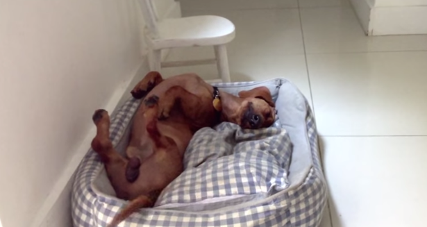 Frank Doesn’t Dream Like Any Other Dog…Wait Till You See It!