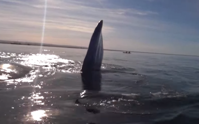 Kayakers Spot Some Whales A Few Feet Away – How They Said Hello Is Terrifying!