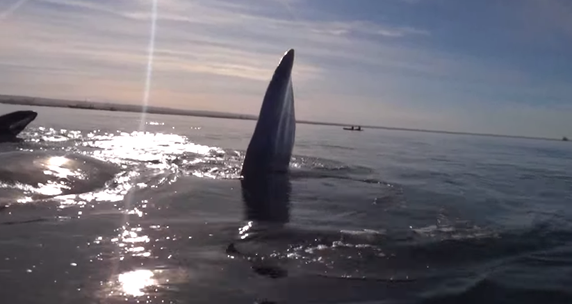 Kayakers Spot Some Whales A Few Feet Away – How They Said Hello Is Terrifying!