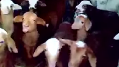 These Baby Goats Have Had Enough Of Your Crap