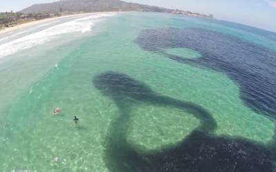 It Looks Like an Oil Spill, But When The Diver Shows You What It Is – WOW!
