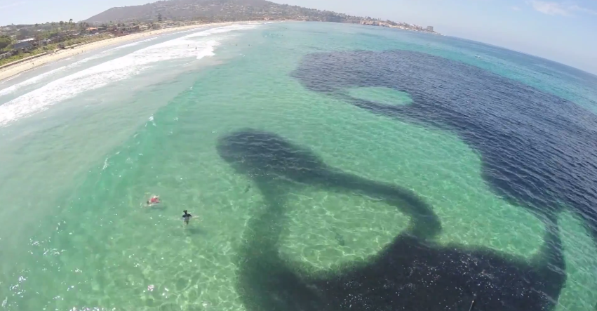 It Looks Like an Oil Spill, But When The Diver Shows You What It Is – WOW!