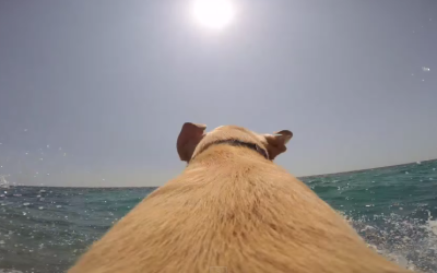 Awesome Video Lets You Feel The Unbridled Joy of Being a Dog