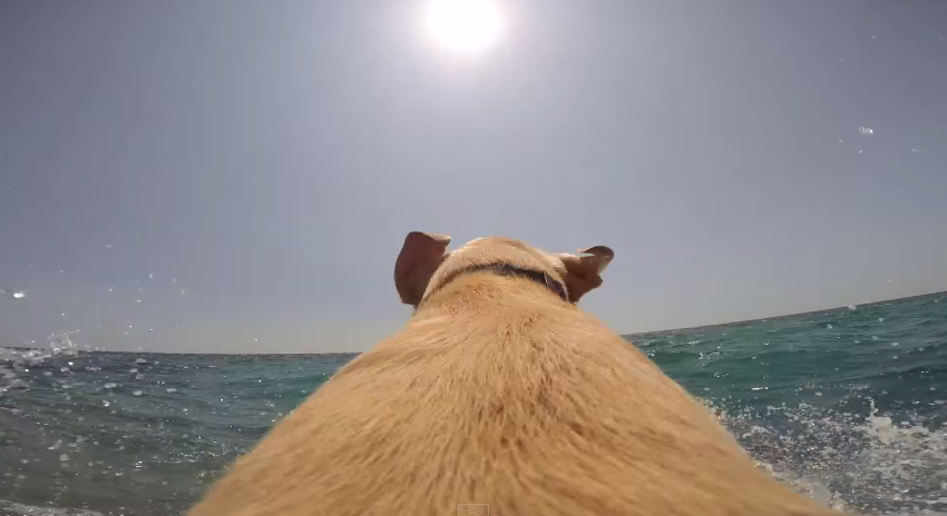 Awesome Video Lets You Feel The Unbridled Joy of Being a Dog