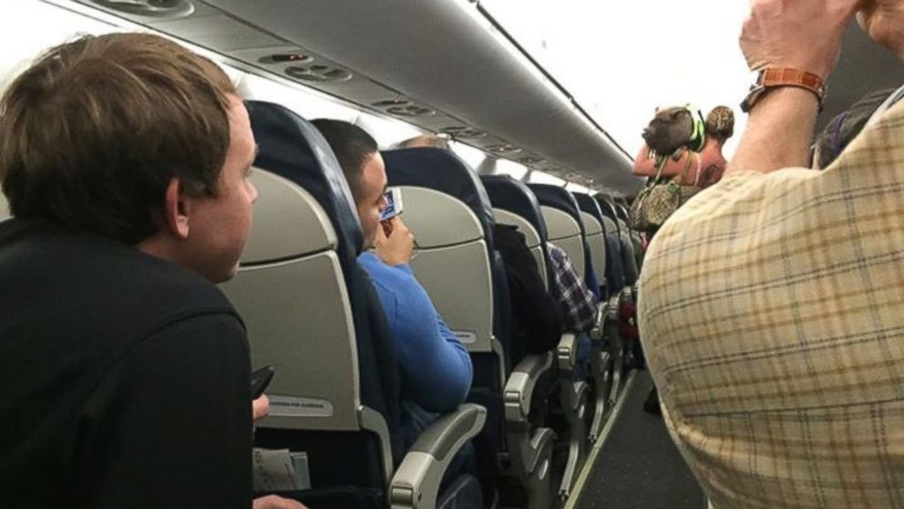 Passenger Asked To Deplane After Her “Emotional Support Pig” Became Disruptive